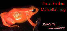 Im a golden mantella frog!